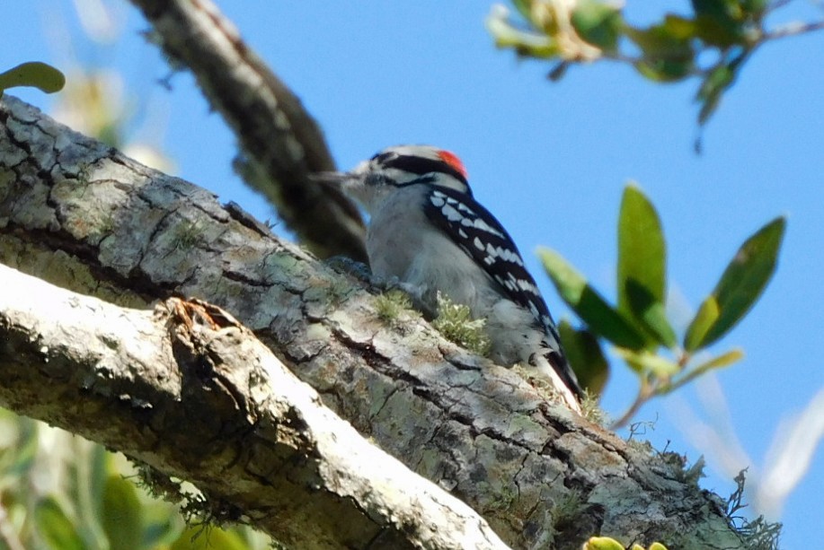 Downy Woodpecker - ML643468683