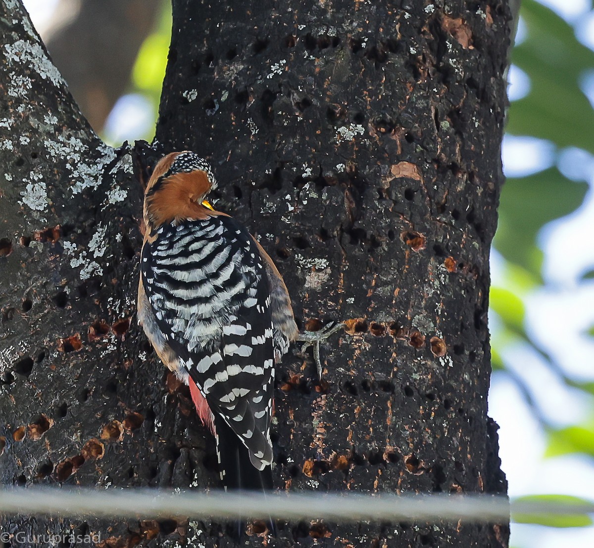 Rufous-bellied Woodpecker - ML643468687