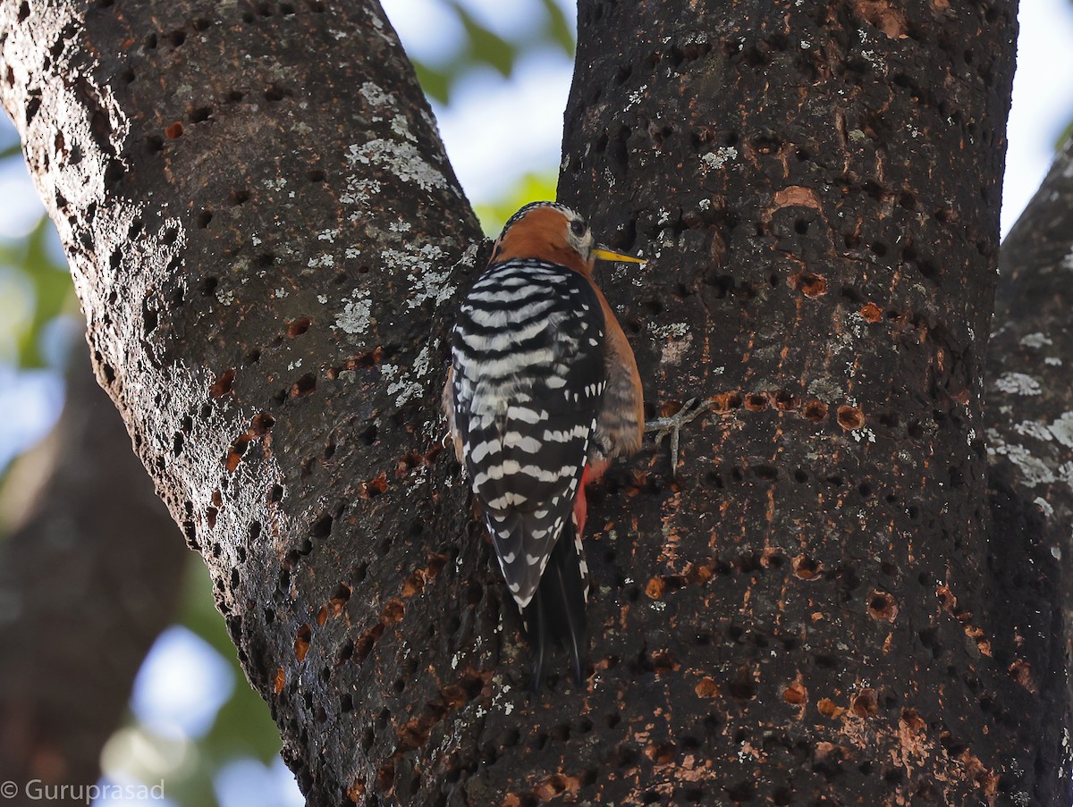 Rufous-bellied Woodpecker - ML643468688