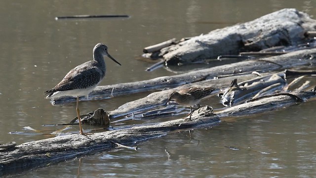 Pectoral Sandpiper - ML643468689