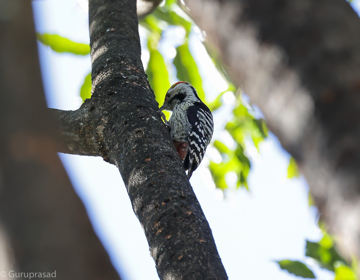 Коронованный дятел - ML643468692