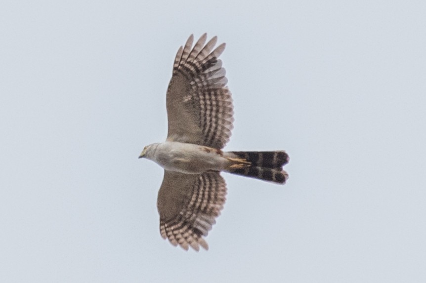 Bicolored Hawk - ML643468694