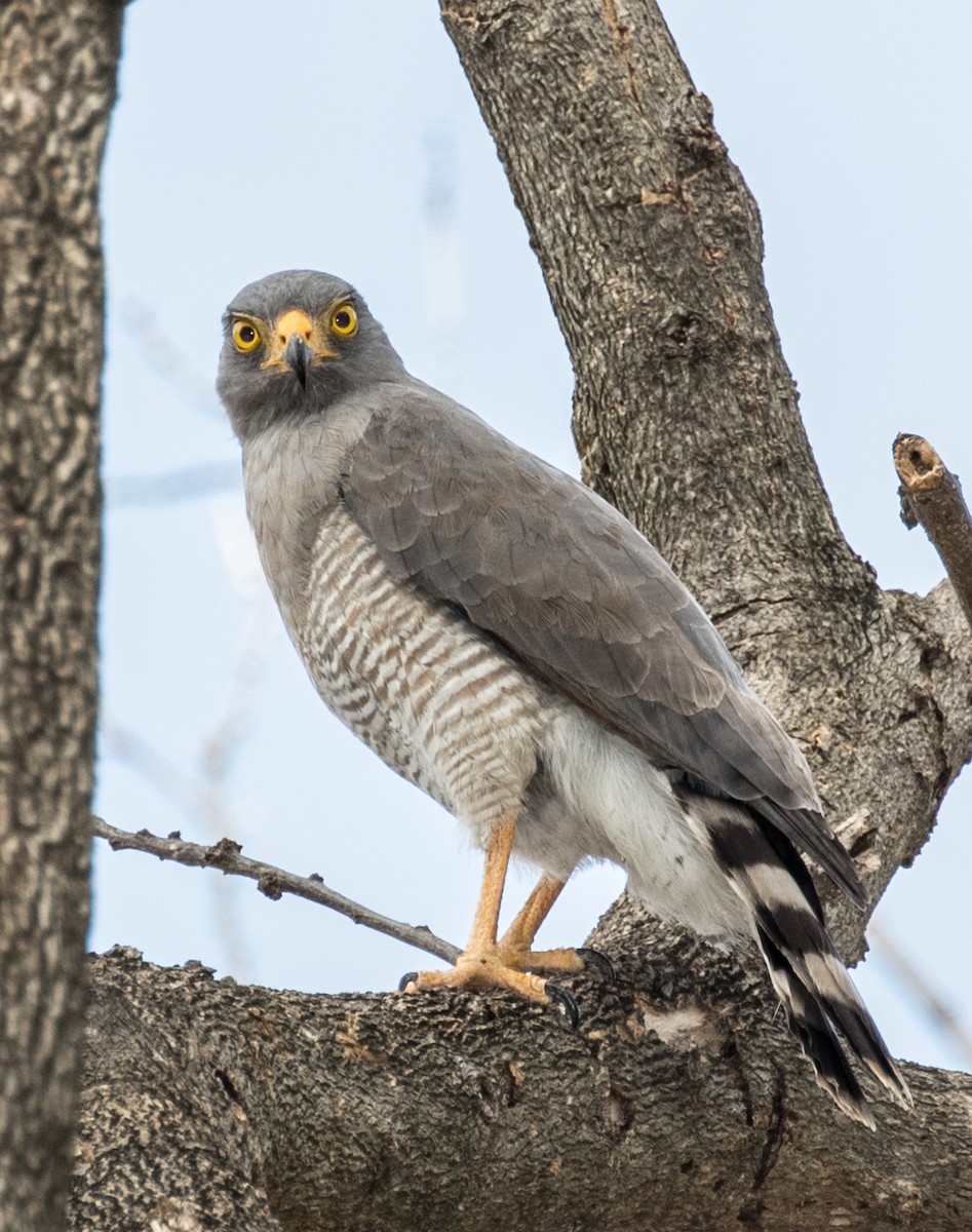 Roadside Hawk (Northern) - ML643468696