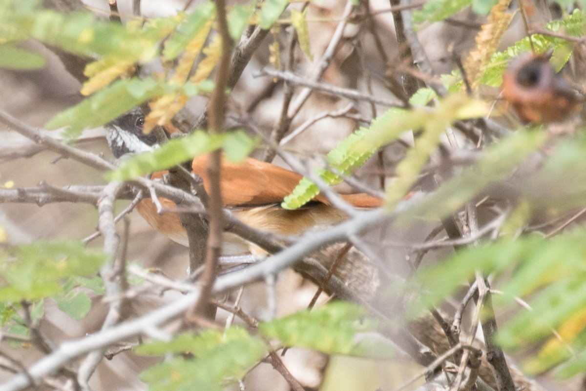 White-whiskered Spinetail - ML643468705