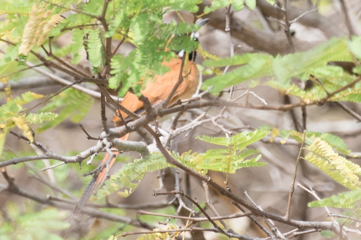 White-whiskered Spinetail - ML643468706
