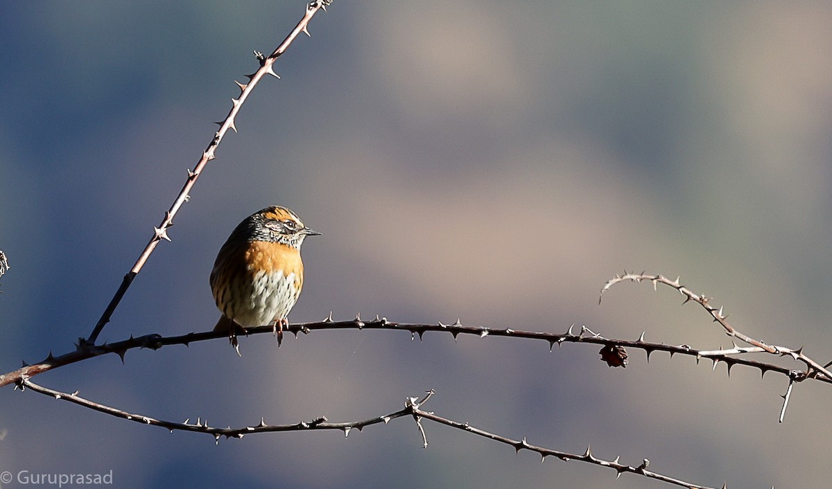 Rufous-breasted Accentor - ML643468737