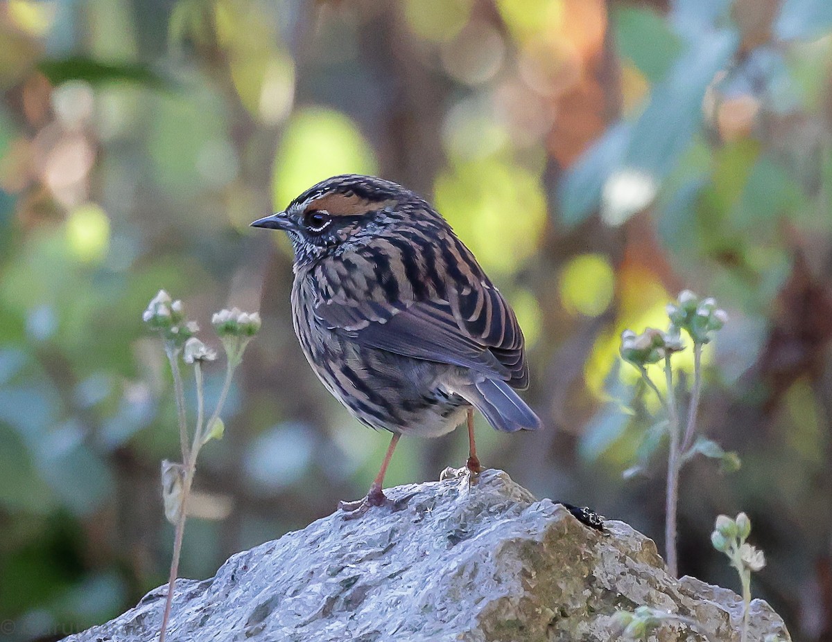 Rufous-breasted Accentor - ML643468738