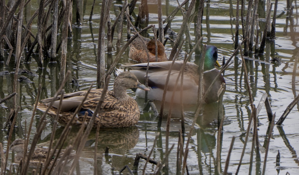 アカシマアジ - ML643468759