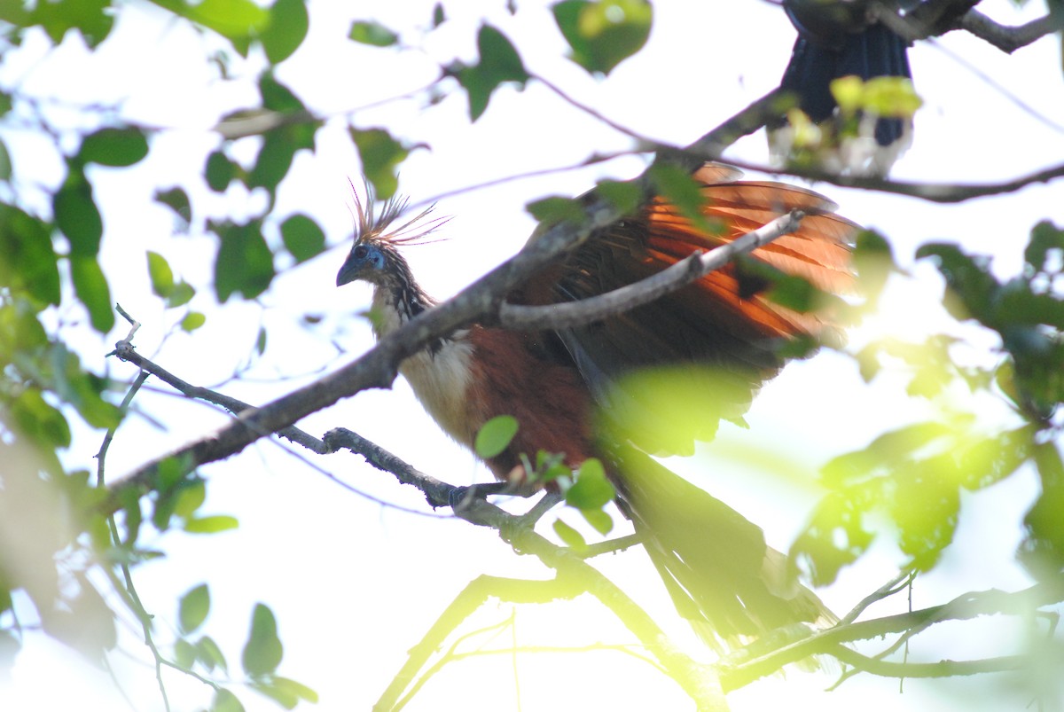 ツメバケイ - ML643468764