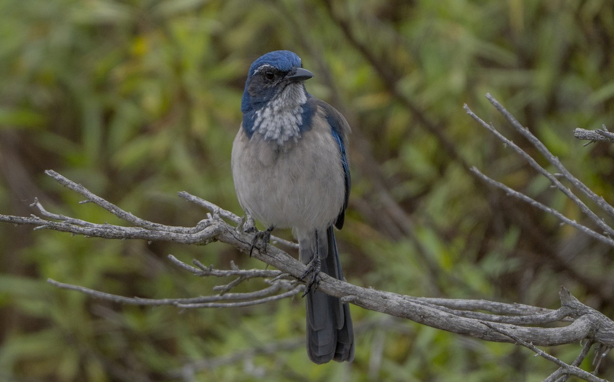 California Scrub-Jay - ML643468781