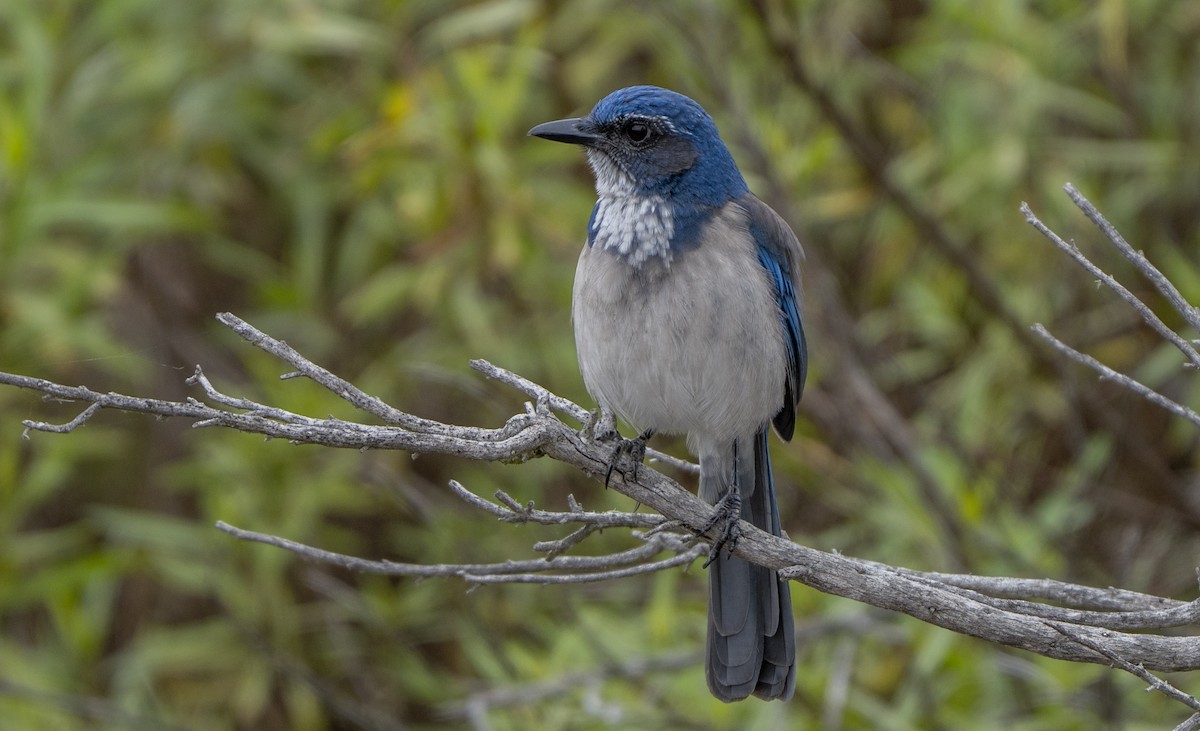 California Scrub-Jay - ML643468782