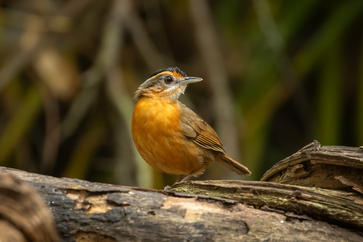 Javan Black-capped Babbler - ML643468794
