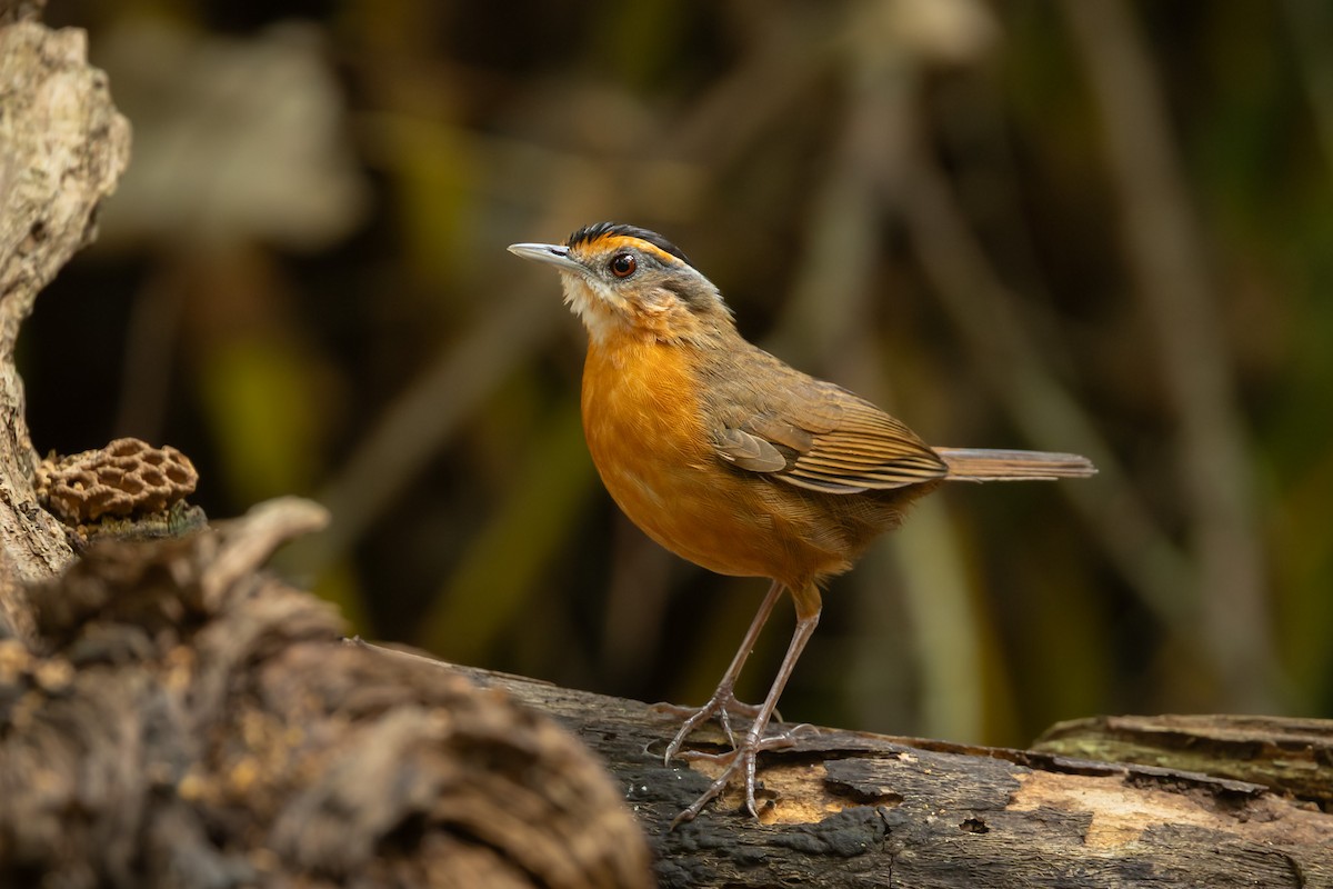 Javan Black-capped Babbler - ML643468795