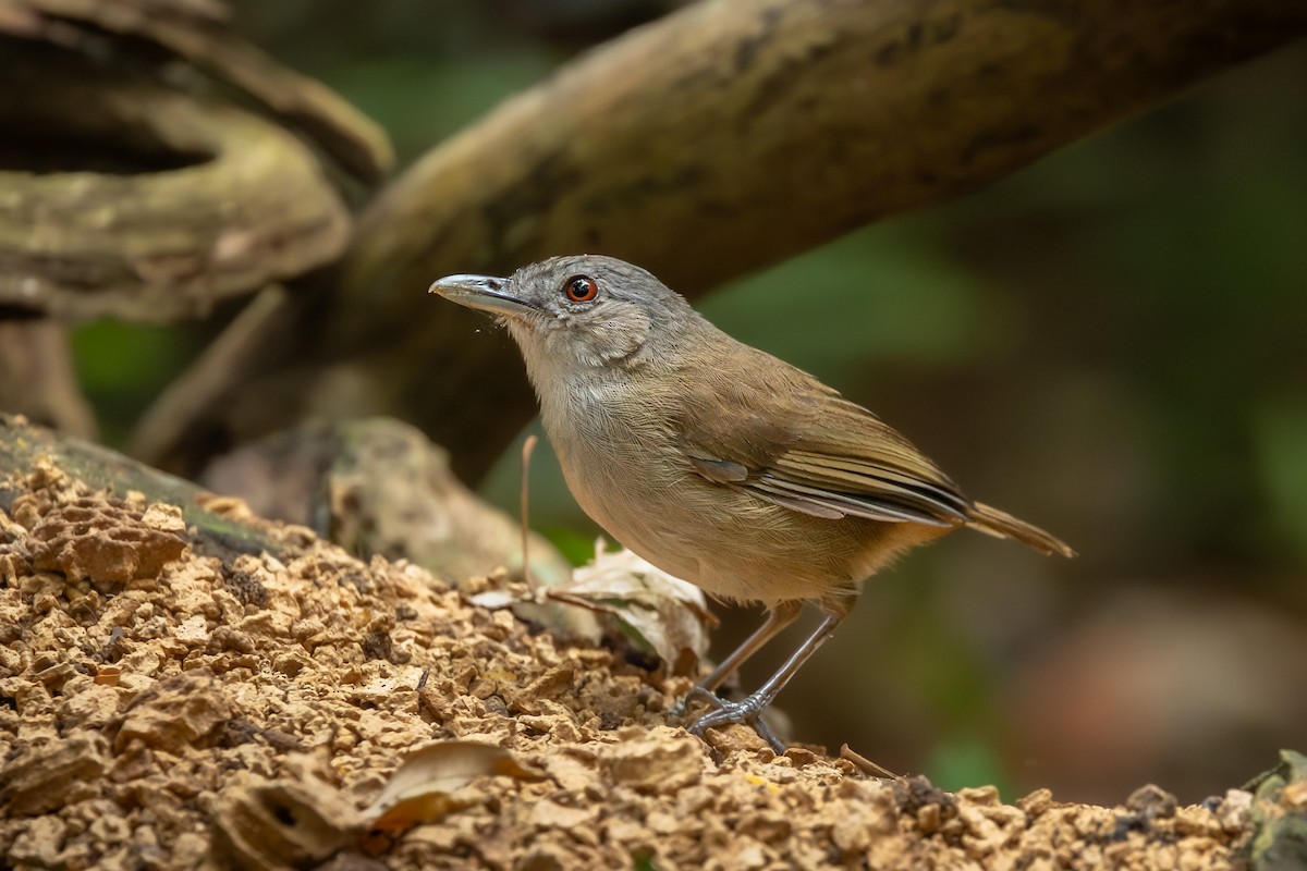 Horsfield's Babbler (Horsfield's) - ML643468800