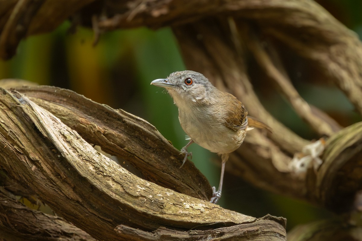 Horsfield's Babbler (Horsfield's) - ML643468801
