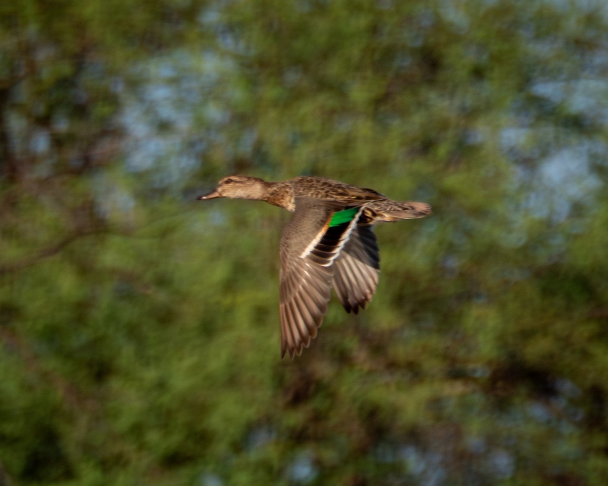 Green-winged Teal - ML643468806