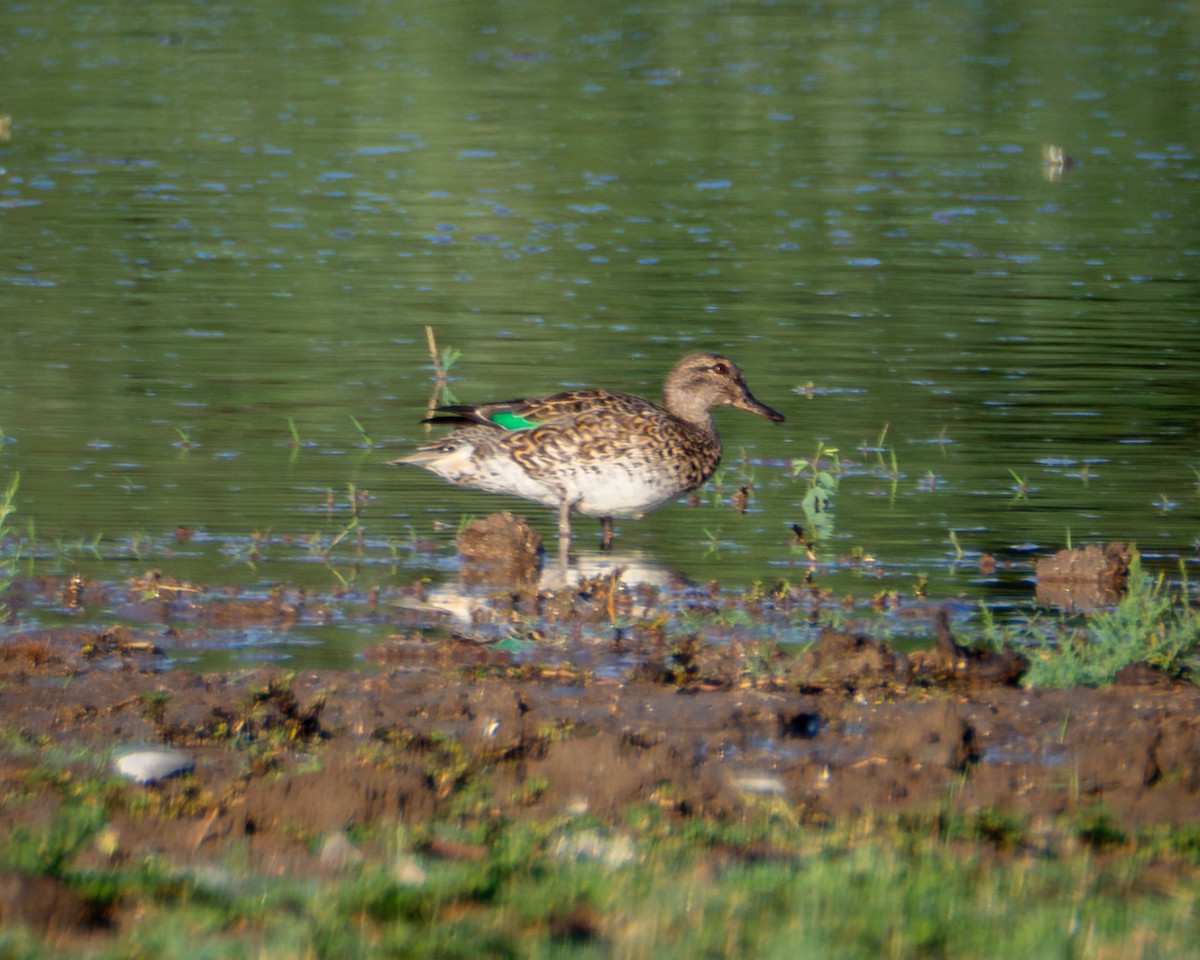 Green-winged Teal - ML643468807