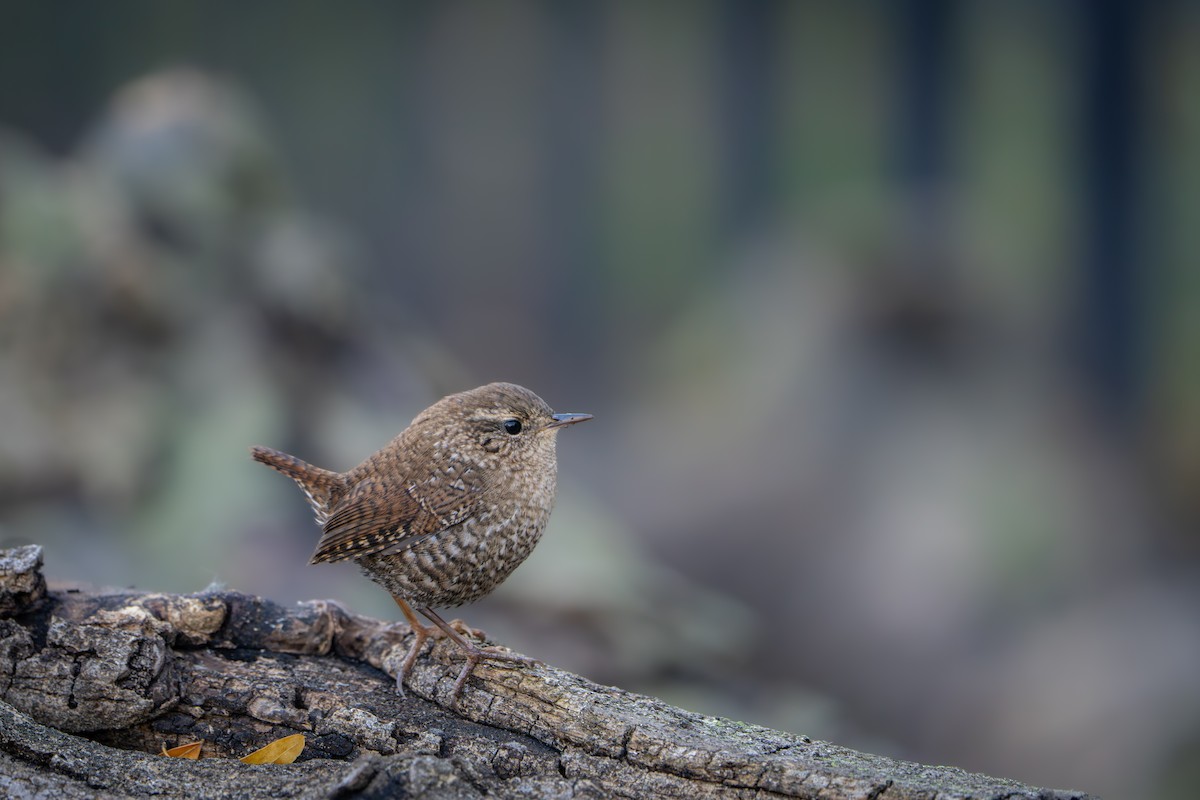 Winter Wren - ML643468829