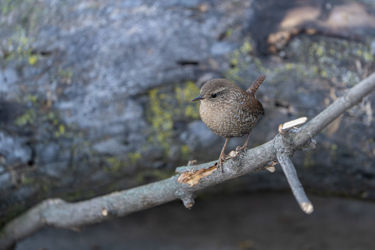 Winter Wren - ML643468830