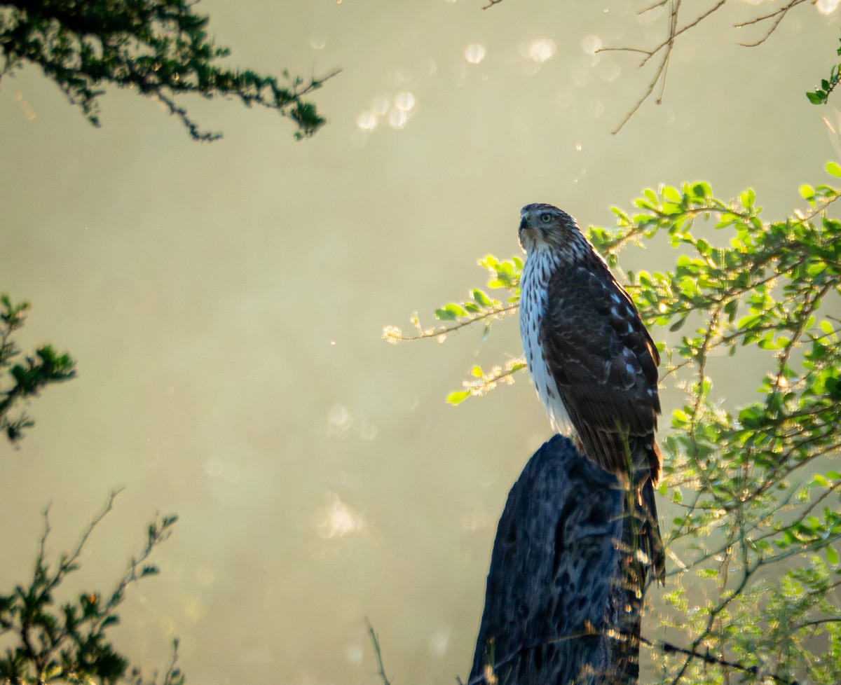 Cooper's Hawk - ML643468834