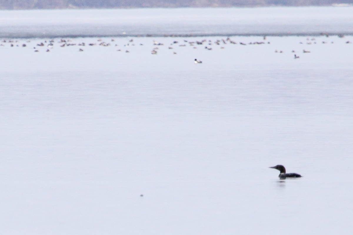 Common Loon - ML643468840