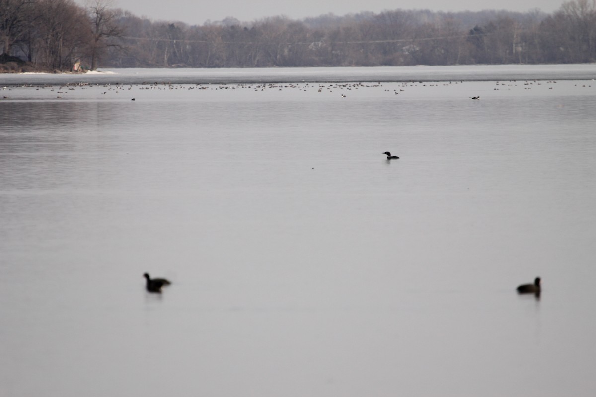 Common Loon - ML643468841