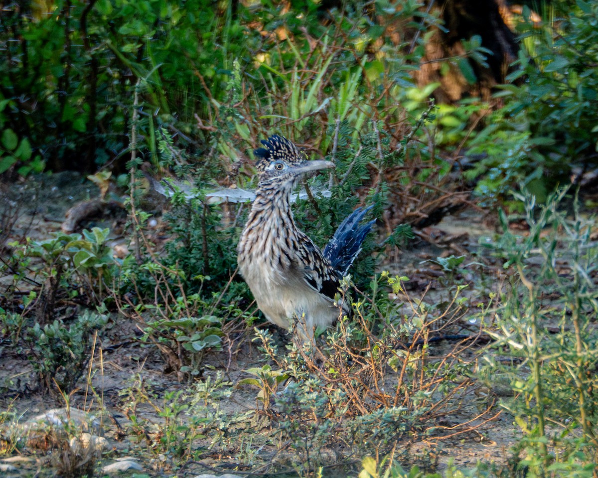 Greater Roadrunner - ML643468853
