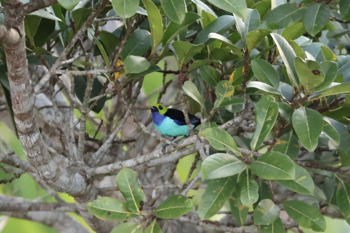 Paradise Tanager - ML643468858