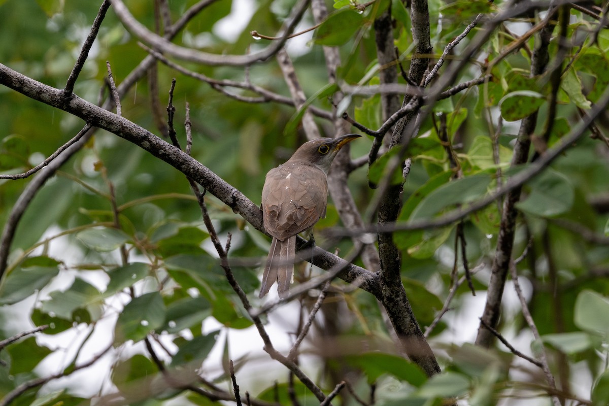 Cuclillo Piquigualdo - ML643468859