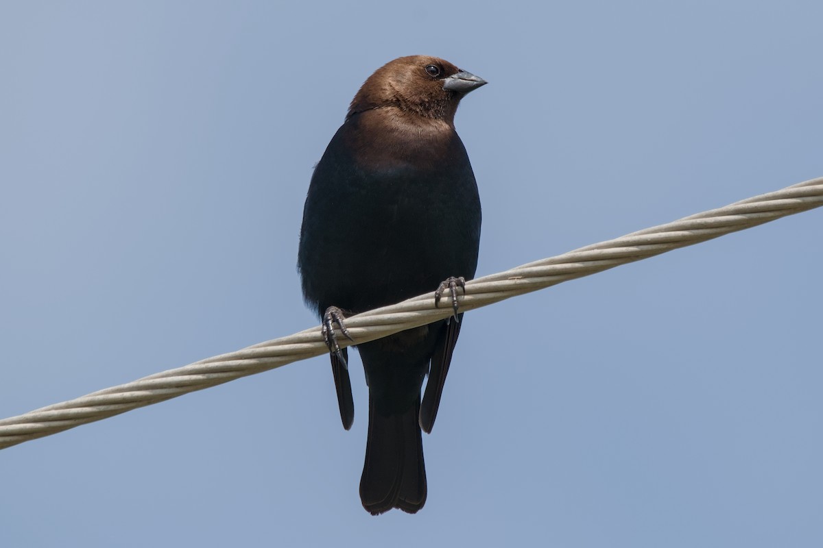 Brown-headed Cowbird - ML643468860