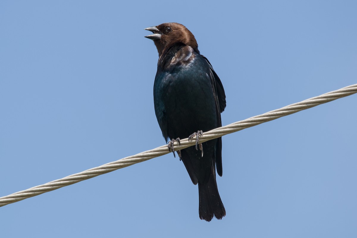 Brown-headed Cowbird - ML643468862