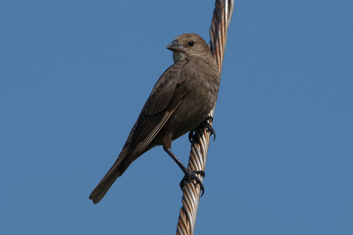 Brown-headed Cowbird - ML643468864