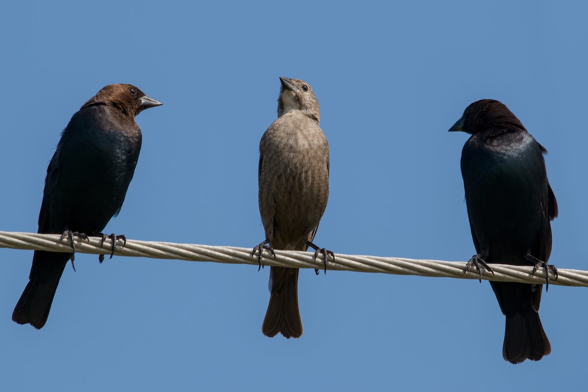 Brown-headed Cowbird - ML643468865