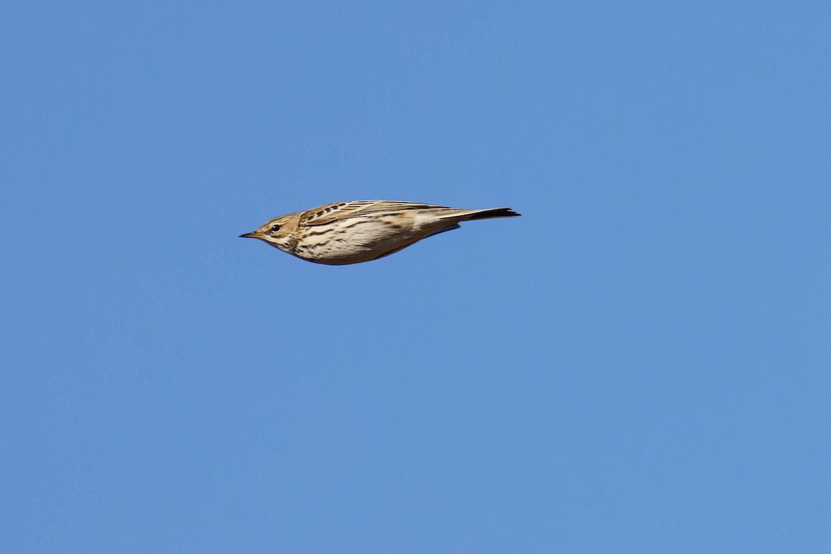 Red-throated Pipit - Blair Dudeck