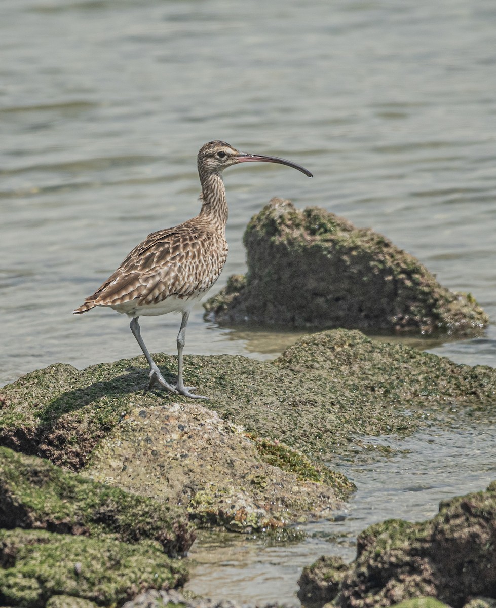 Eurasian Whimbrel - ML643468897