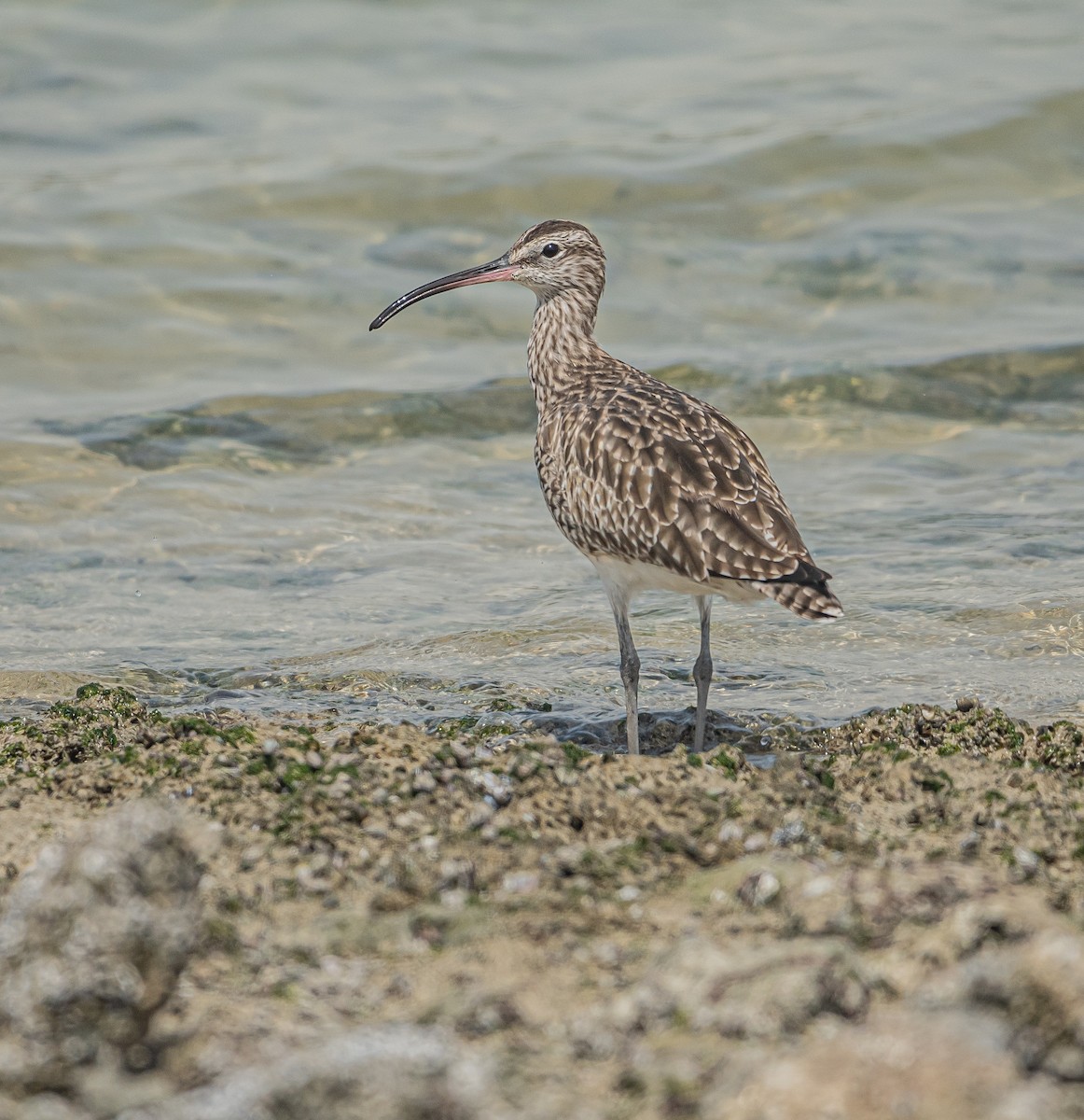 Eurasian Whimbrel - ML643468898