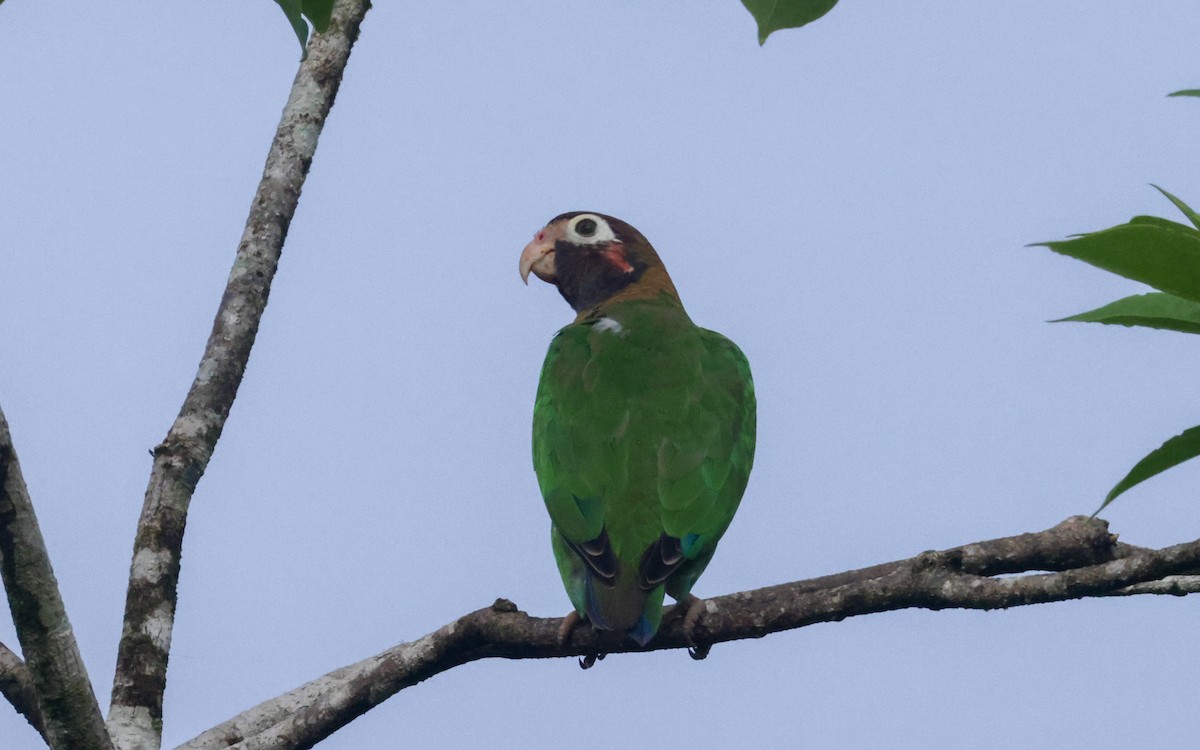 Brown-hooded Parrot - ML643468901