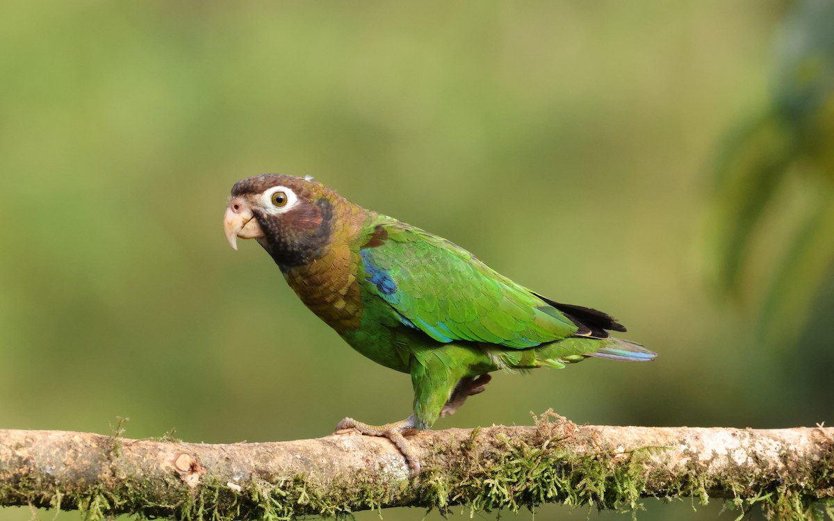 Brown-hooded Parrot - ML643468902