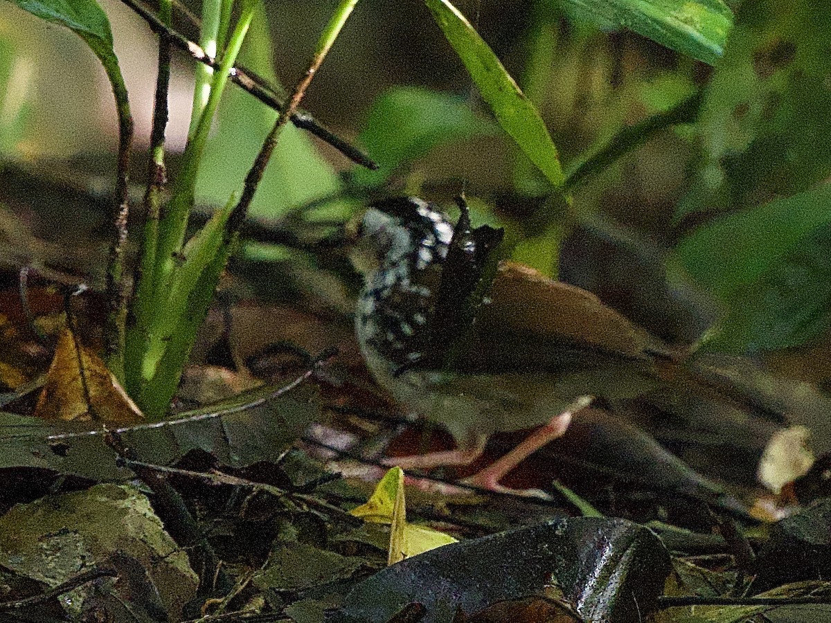 Striped Wren-Babbler - ML643468906