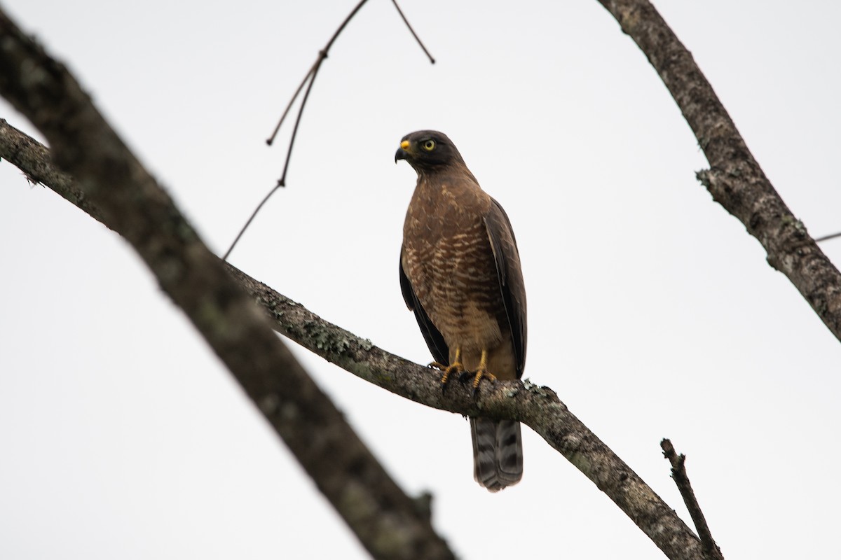 veivåk - ML643468915