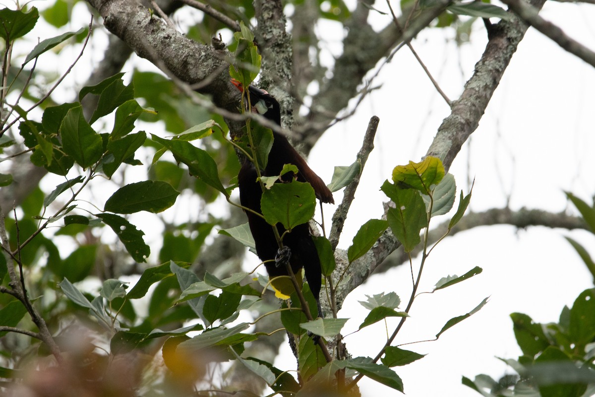 montezumaoropendola - ML643468920