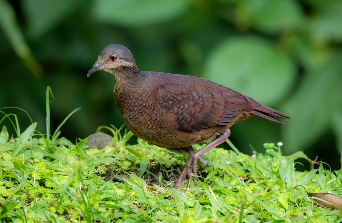 Chiriqui Quail-Dove - ML643468960