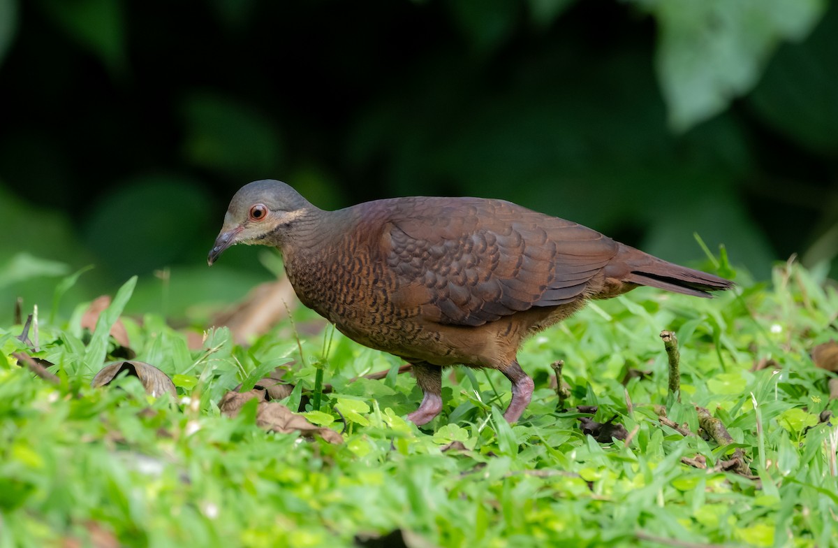 Chiriqui Quail-Dove - ML643468961