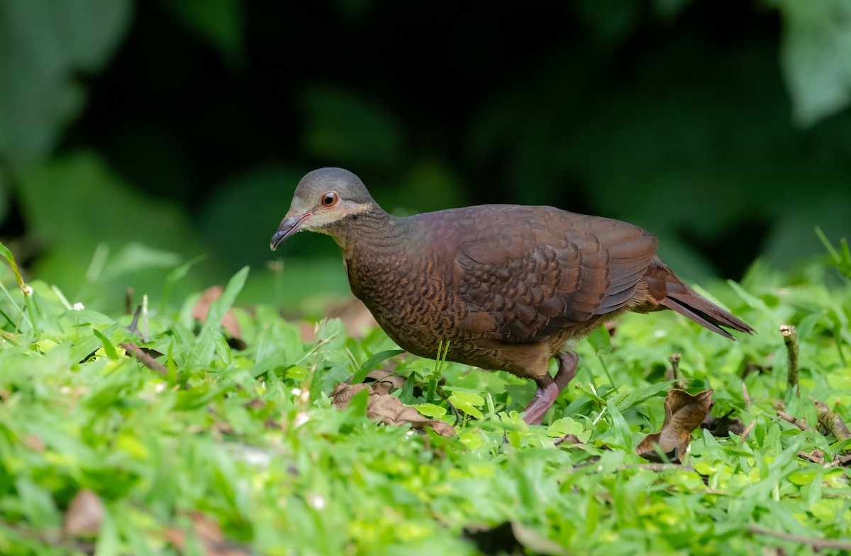 Chiriqui Quail-Dove - ML643468962