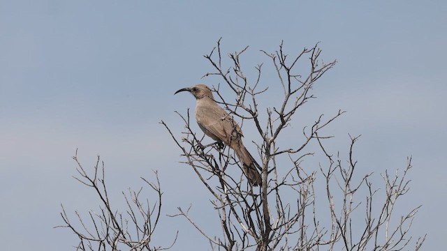 LeConte's Thrasher (Vizcaino) - ML643468972