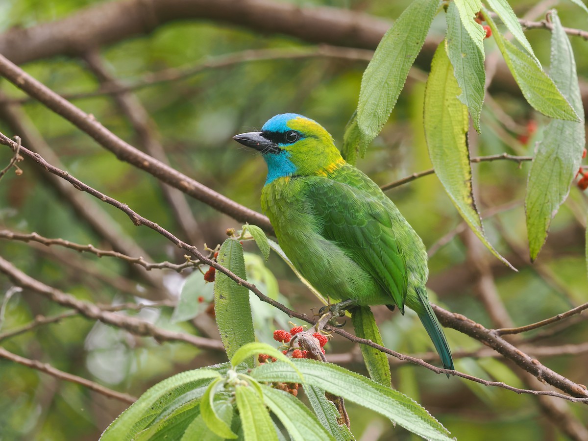 Golden-naped Barbet - ML643468993