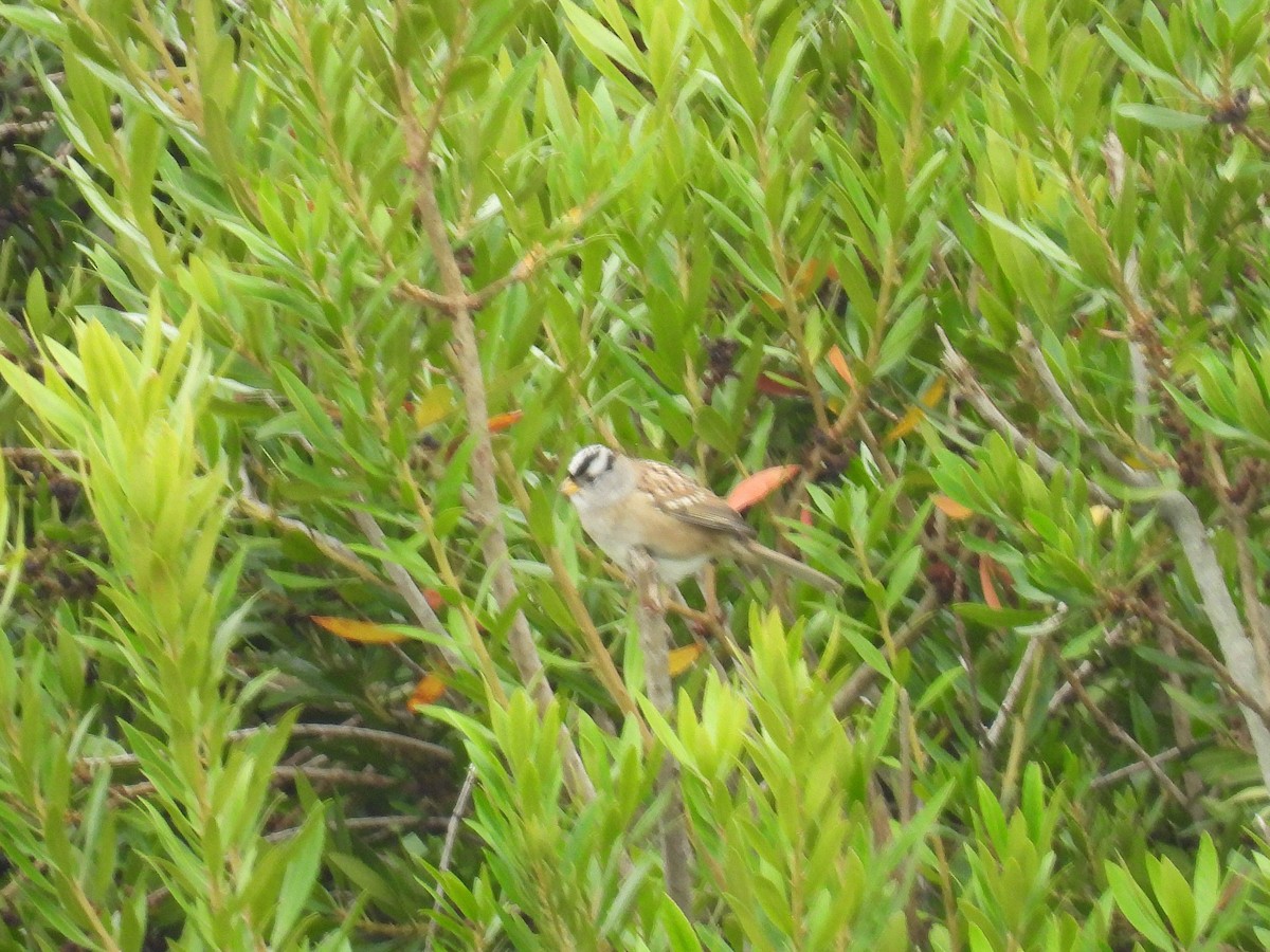 Bruant à couronne blanche - ML643469014