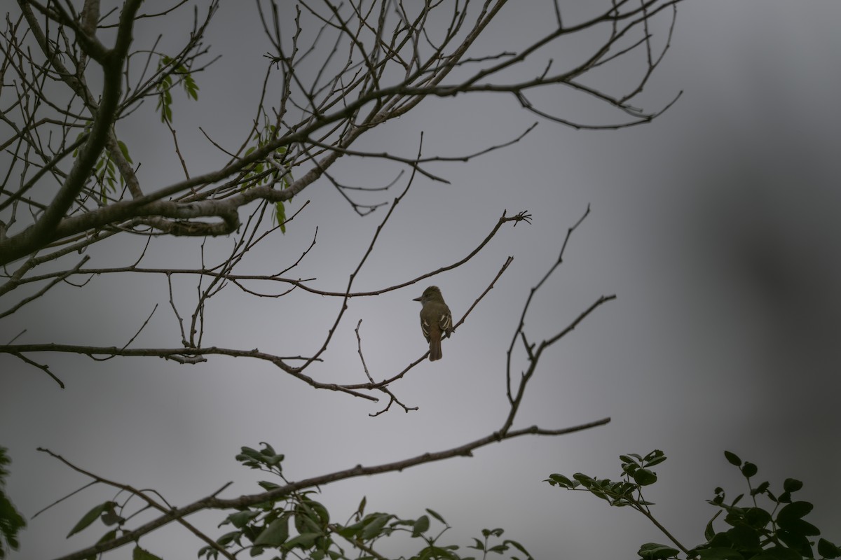 Myiarchus sp. - ML643469022