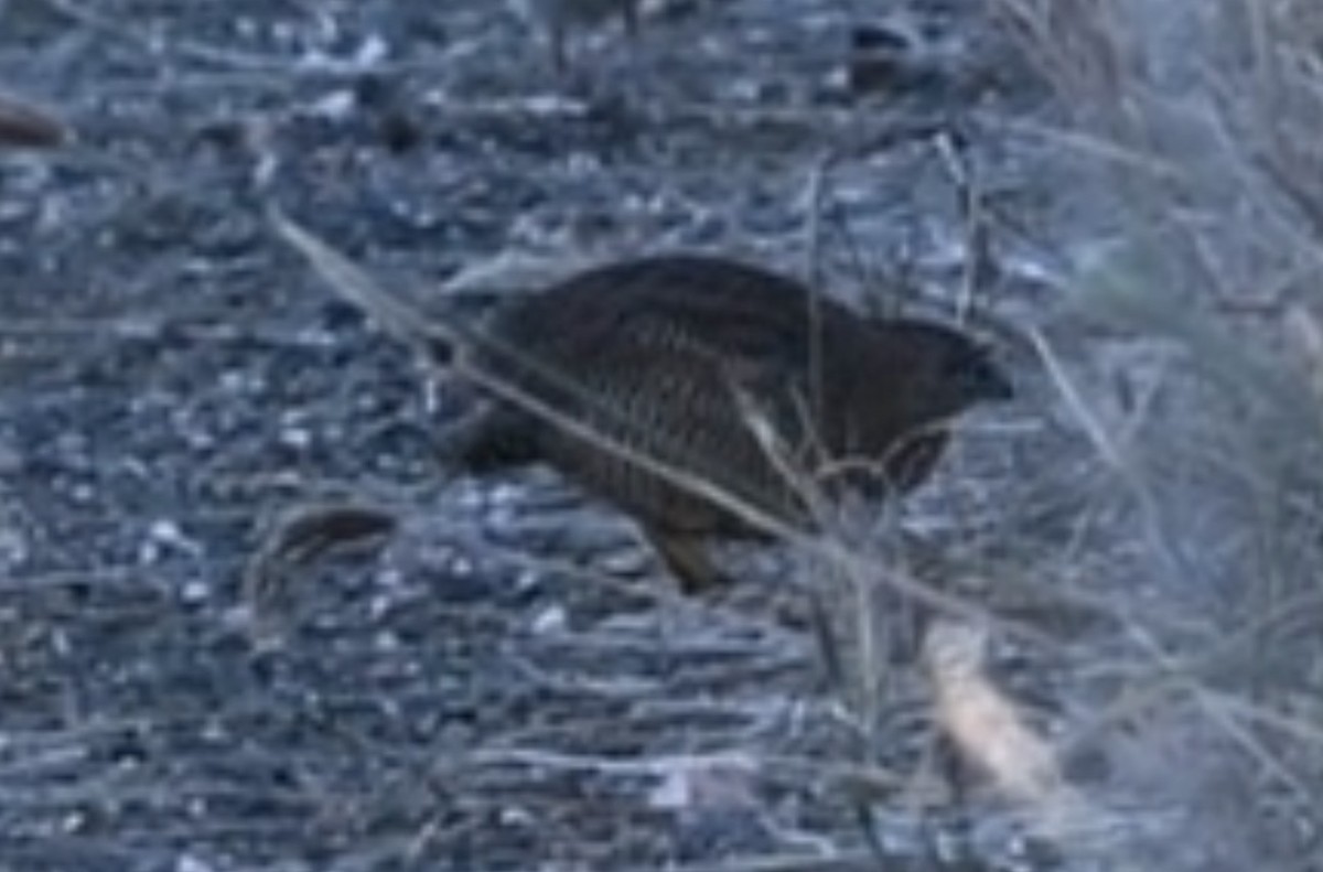 Brown Quail - ML643469036
