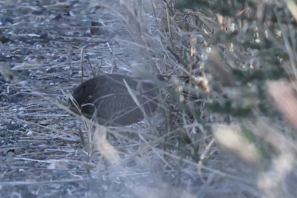 Brown Quail - ML643469037